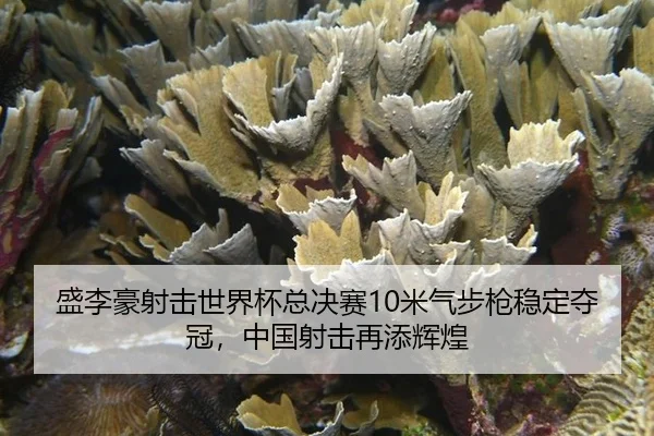 sheng-li-hao-she-ji-shi-jie-bei-zong-jue-sai-mi-qi-bu-qiang-wen-ding-duo-guan-zhong-guo-she-ji-zai-tian-hui-huang-3-368.jpg